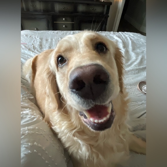 🦋🩵 LIVE SHOW LISTING 🩵🦋 - Picture 5 of 12